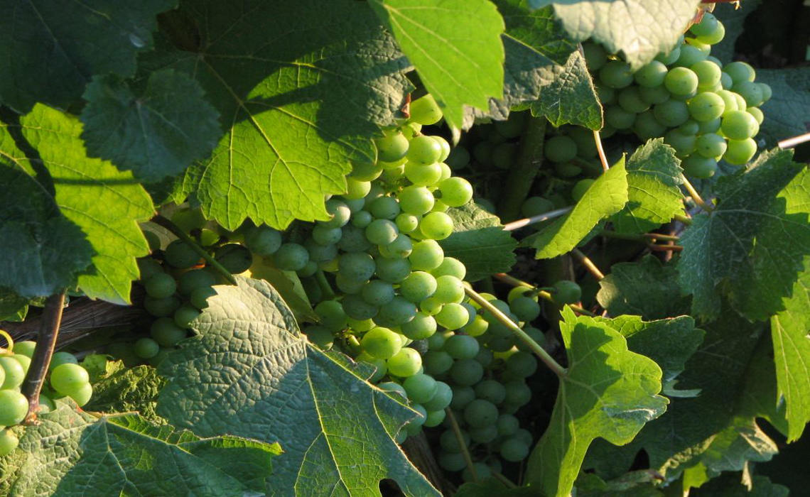 Grape Vines [CCBY EPhotos]