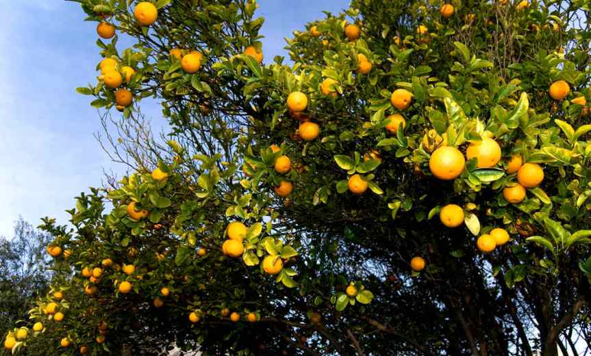 Oranges [CCBY rafaelcastillo]