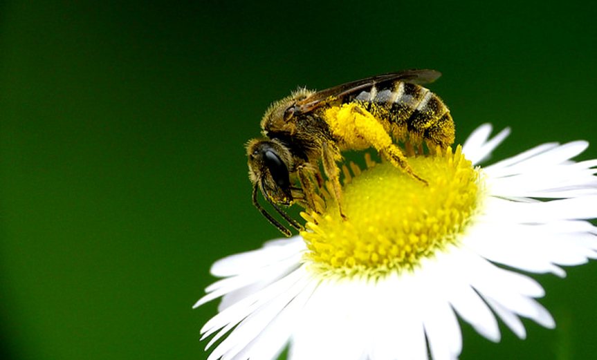 Bee [CCBY coniferconifer]