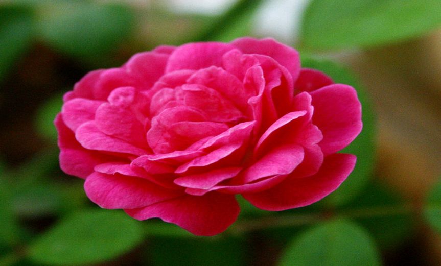 RoseBlossom [CCBY Swaminathan]