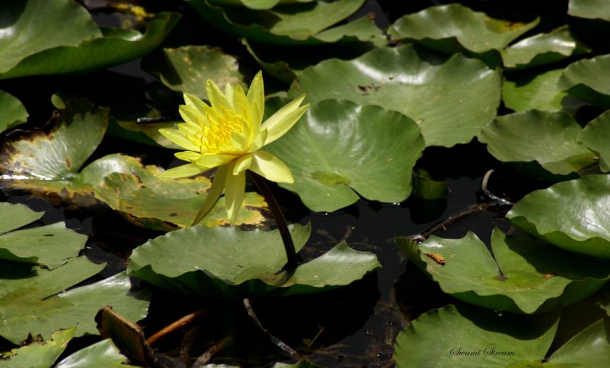 Waterplants [CCBY Swaminathan]