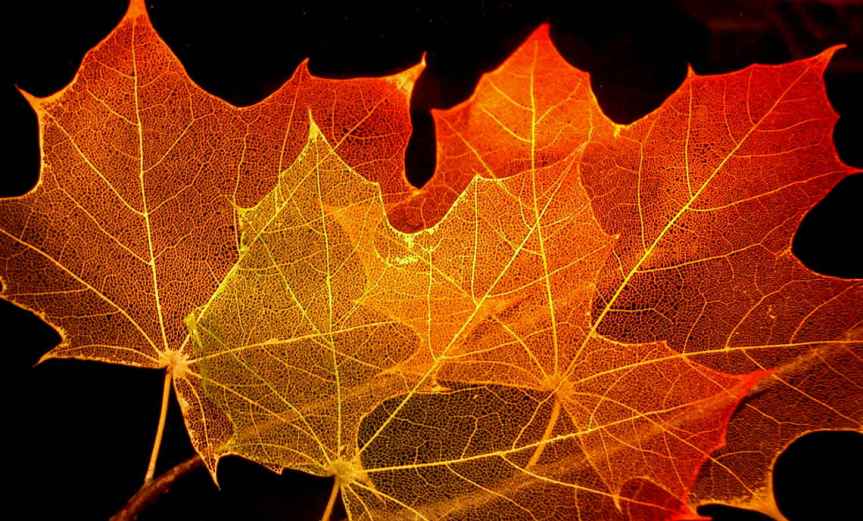 Leaves [CCBY SteveJurvetson]
