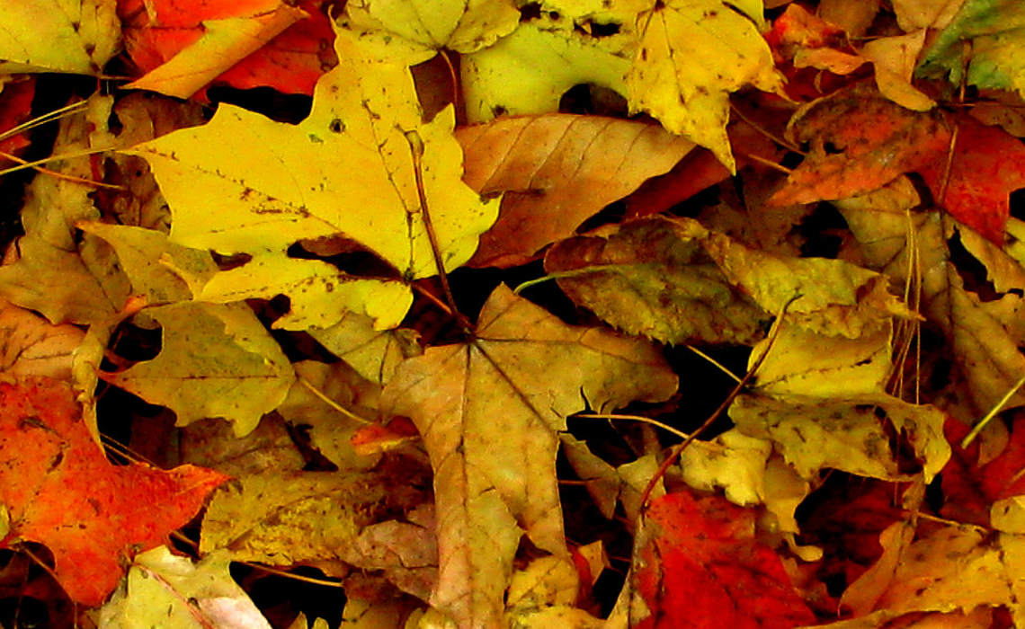 LeafHeap [CCBY Kevin]