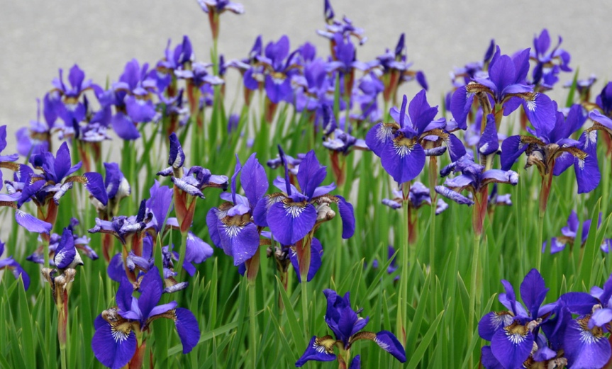 Irises [CCBY LizWest]