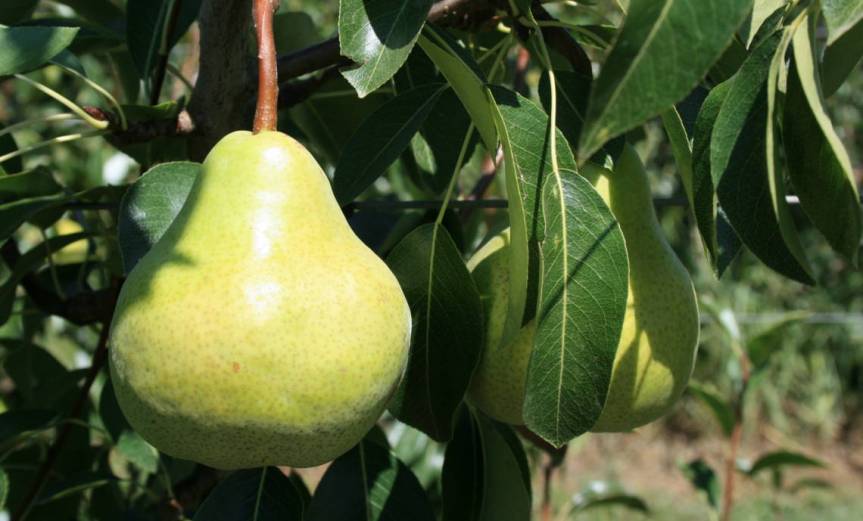 Pears [CCBY AppleAndPearsAustralia]