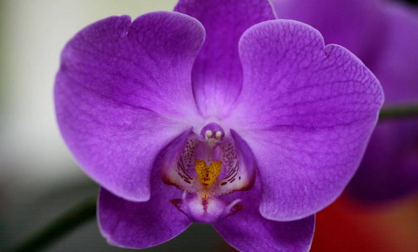 Orchid [CCBY AlanTurkus]
